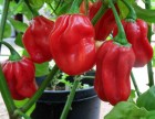 Hot Habanero Red site